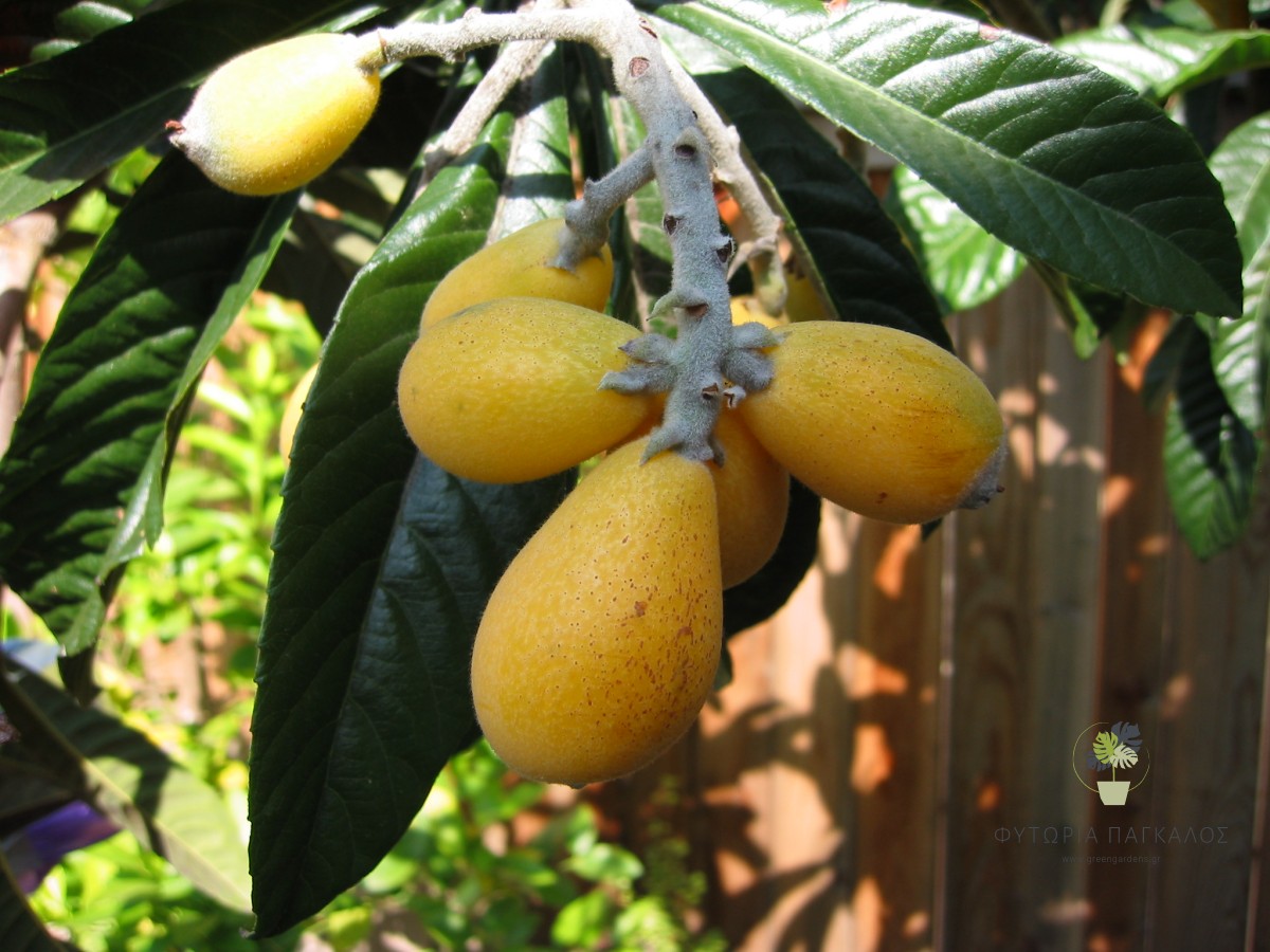 Μουσμουλιά (Eriobotrya japonica) Εμβολιασμένη– Καρποφόρο Δέντρο με Γευστικά Μούσμουλα - 2